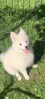 Poseidon, a male Pomeranian and Pomsky for sale in Holt, MI – 4 of 10