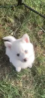 Poseidon, a male Pomeranian and Pomsky for sale in Holt, MI – 3 of 3