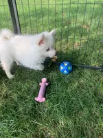 Poseidon, a male Pomeranian and Pomsky for sale in Holt, MI – 10 of 10