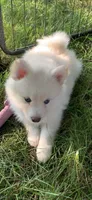 Simba , a male Pomeranian and Pomsky for sale in Holt, MI – 4 of 10