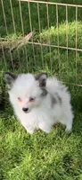 Toby, a male Pomeranian and Pomsky for sale in Holt, MI – 2 of 5