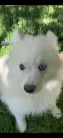 Simba , a male Pomeranian and Pomsky for sale in Holt, MI – 8 of 10