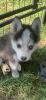Aria , a female Pomeranian and Pomsky for sale in Holt, MI – 5 of 5