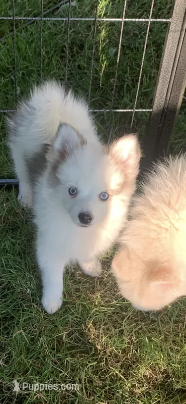 Bandit  – Pomeranian, Pomsky puppy for sale in Holt, MI