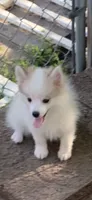 Loki , a male Pomeranian and Pomsky for sale in Holt, MI – 3 of 10