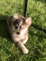 Titan , a male Pomeranian and Pomsky for sale in Holt, MI – 3 of 4