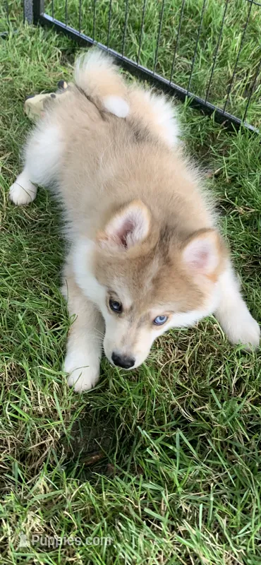Skylar – Pomeranian, Pomsky puppy for sale in Holt, MI