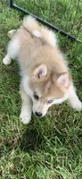 Skylar, a male Pomeranian and Pomsky for sale in Holt, MI – 7 of 9