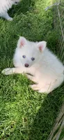 Prince, a male Pomeranian and Pomsky for sale in Holt, MI – 3 of 4