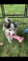 Aria , a female Pomeranian and Pomsky for sale in Holt, MI – 8 of 9