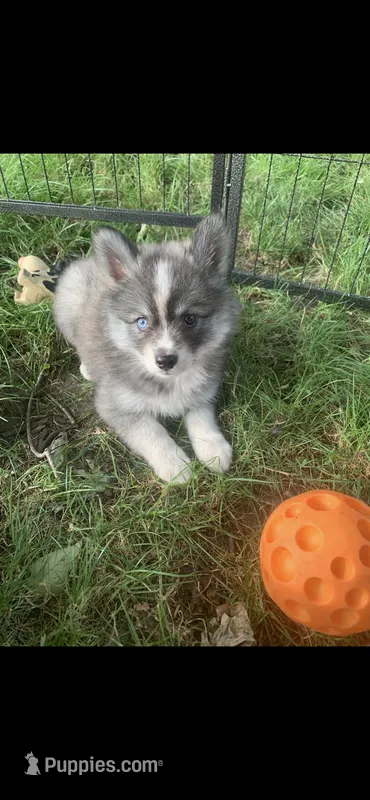 Aspen – Pomeranian, Pomsky puppy for sale in Holt, MI