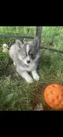 Aspen, a female Pomeranian and Pomsky for sale in Holt, MI – 1 of 8