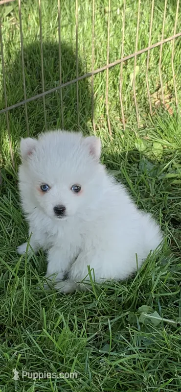 Kody – Pomsky puppy for sale in Holt, MI