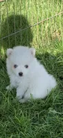 Kody, a male Pomsky for sale in Holt, MI – 1 of 3