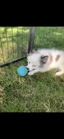 Toby, a male Pomeranian and Pomsky for sale in Holt, MI – 6 of 9
