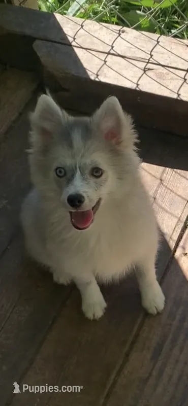 Olivia – Pomeranian, Pomsky puppy for sale in Holt, MI