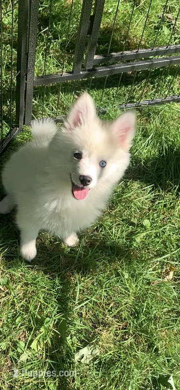 Poseidon – Pomeranian, Pomsky puppy for sale in Holt, MI