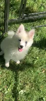 Poseidon, a male Pomeranian and Pomsky for sale in Holt, MI – 1 of 10