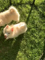 Niko , a male Pomeranian and Pomsky for sale in Holt, MI – 2 of 10