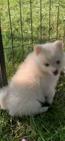 Niko , a male Pomeranian and Pomsky for sale in Holt, MI – 8 of 9