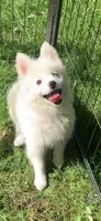 Poseidon, a male Pomeranian and Pomsky for sale in Holt, MI – 5 of 10