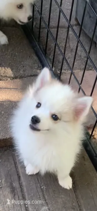 Loki  – Pomeranian, Pomsky puppy for sale in Holt, MI