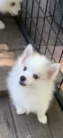 Loki , a male Pomeranian and Pomsky for sale in Holt, MI – 1 of 10
