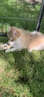 Skylar, a male Pomeranian and Pomsky for sale in Holt, MI – 6 of 9