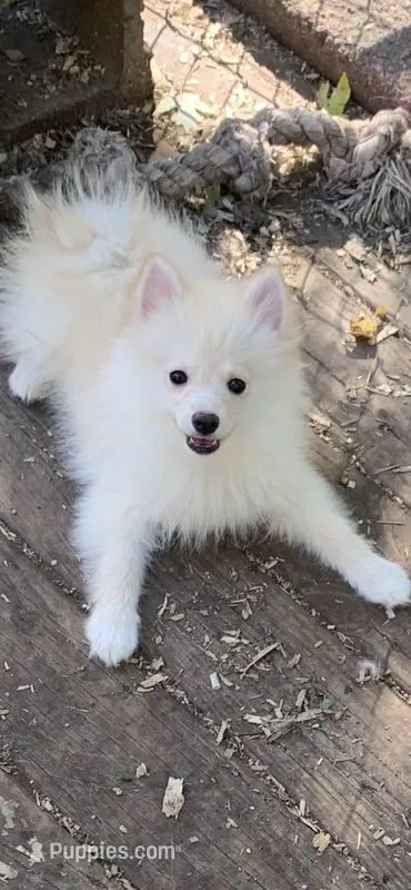 Frosty – Pomsky puppy for sale in Holt, MI