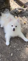 Frosty, a male Pomsky for sale in Holt, MI – 1 of 10
