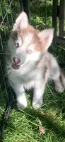Timber , a male Pomeranian and Pomsky for sale in Holt, MI – 3 of 7