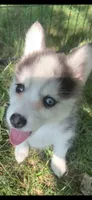 Aria , a female Pomeranian and Pomsky for sale in Holt, MI – 4 of 5