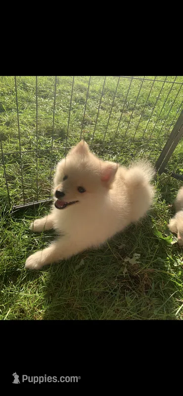 Teddy – Pomeranian, Pomsky puppy for sale in Holt, MI