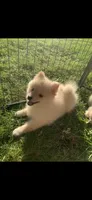 Teddy, a male Pomeranian and Pomsky for sale in Holt, MI – 1 of 4