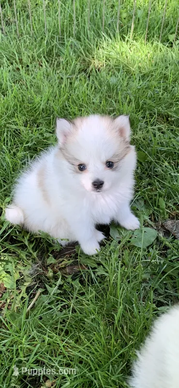 Loki  – Pomsky puppy for sale in Holt, MI
