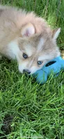 Skylar, a male Pomeranian and Pomsky for sale in Holt, MI – 3 of 4