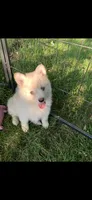 Simba , a male Pomeranian and Pomsky for sale in Holt, MI – 3 of 10