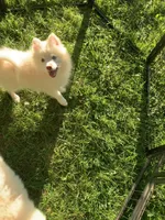 Niko , a male Pomeranian and Pomsky for sale in Holt, MI – 3 of 10