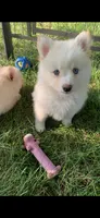 Simba , a male Pomeranian and Pomsky for sale in Holt, MI – 7 of 10