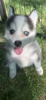 Aria , a female Pomeranian and Pomsky for sale in Holt, MI – 3 of 5