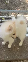 Teddy, a male Pomeranian and Pomsky for sale in Holt, MI – 3 of 10