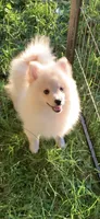 Teddy, a male Pomeranian and Pomsky for sale in Holt, MI – 5 of 10