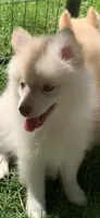 Niko , a male Pomeranian and Pomsky for sale in Holt, MI – 5 of 10
