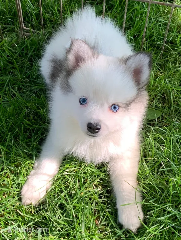 Bandit  – Pomsky puppy for sale in Holt, MI