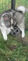 Aspen, a female Pomeranian and Pomsky for sale in Holt, MI – 2 of 8
