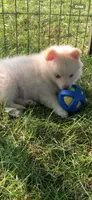Niko , a male Pomeranian and Pomsky for sale in Holt, MI – 2 of 9