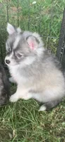 Olivia, a female Pomeranian and Pomsky for sale in Holt, MI – 4 of 5