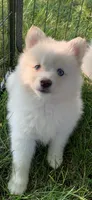 Simba , a male Pomeranian and Pomsky for sale in Holt, MI – 9 of 10