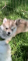 Skylar, a male Pomeranian and Pomsky for sale in Holt, MI – 2 of 4