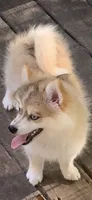 Skylar, a male Pomeranian and Pomsky for sale in Holt, MI – 3 of 9